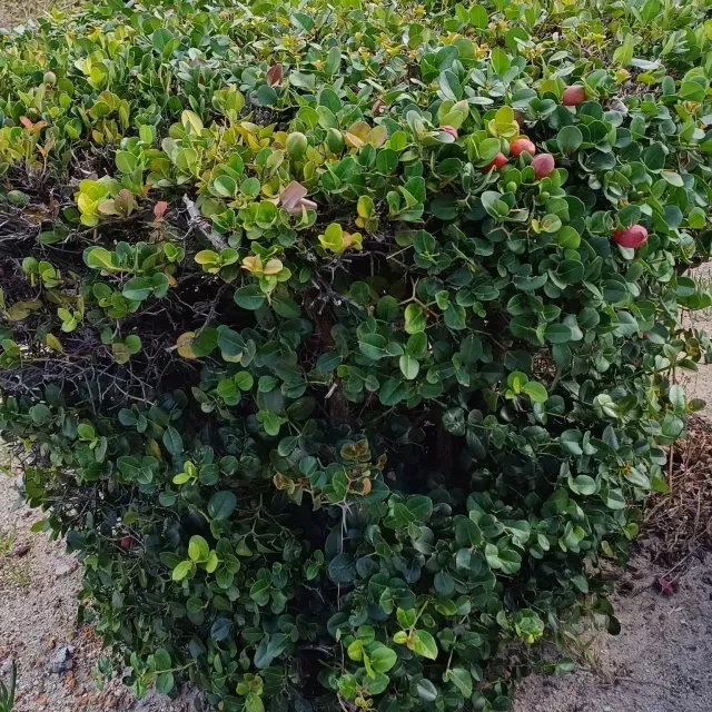 thumbnail for publication: Carissa macrocarpa: Natal Plum